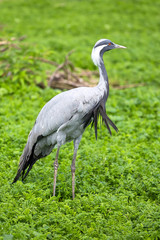 Demoiselle Crane