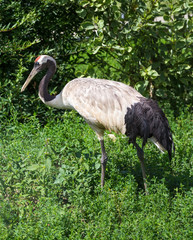 Japanese Crane