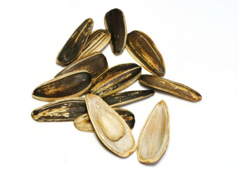 sunflower seed