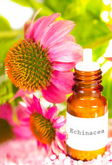 Echinacea essential oil