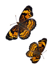 Fototapeta na wymiar Checkerspot Butterfly