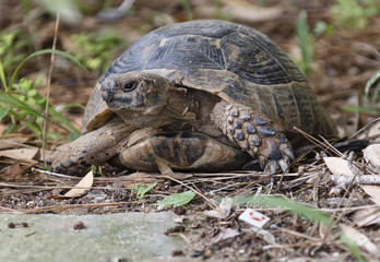 Turtle in Belek