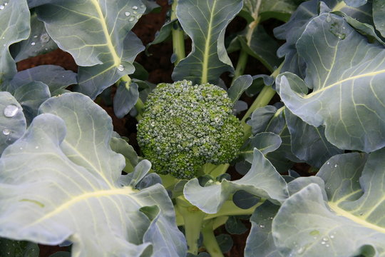 Broccoli In Garden