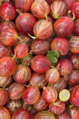 red gooseberry close-up background, vertical
