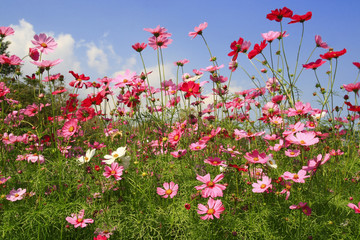 Obraz na płótnie Canvas Cosmos pink flower in garden