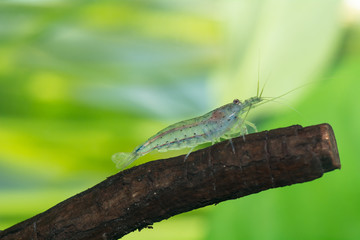 Caridina multidentata o ex Japonica