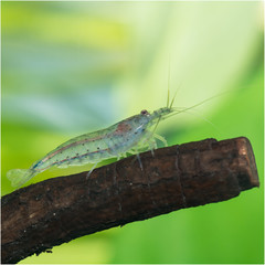 Caridina multidentata o ex Japonica