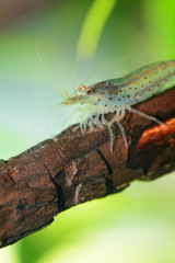 Caridina multidentata o ex Japonica