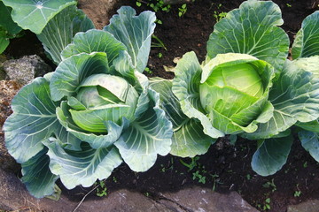Cabbages in the garden