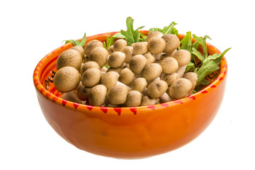 Japan mushroom Shimeji