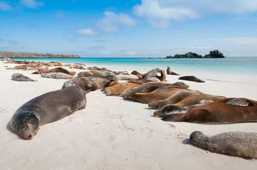 Foto op Canvas Sleeping sea lions Galapagos © doethion
