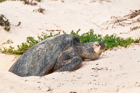 Egg laying Galapagos green turtle