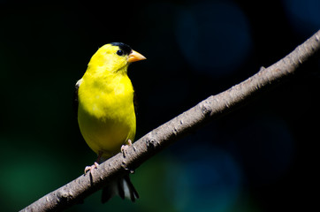 Male American Goldfinch Perched on a Branch