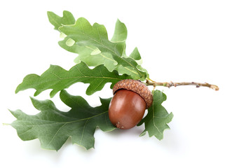 One acorn with leaves