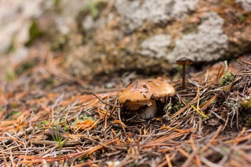 forest mushroom