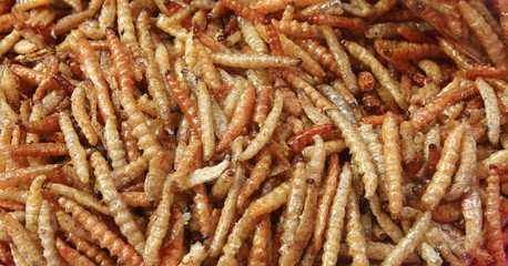 Fried bamboo larvae ,snack in Thailand