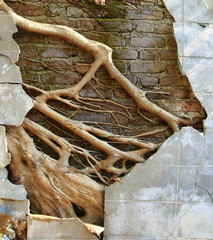 ruin concrete wall with big tree root