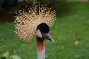 Kronenkranich im Portrait