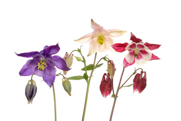 Three aquilegia flowers