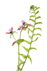 Pink campion and fern