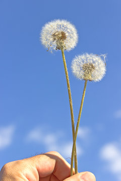 Fototapeta Dandelion with seeds in hand over blue sky