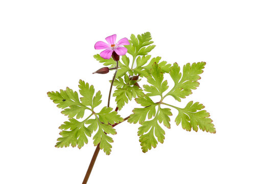 Herb Robert