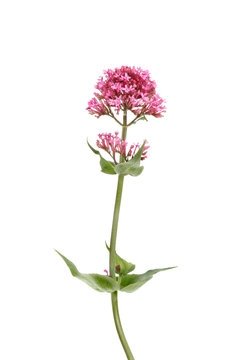 Valerian Images – Browse 7,219 Stock Photos, Vectors, and Video | Adobe Stock