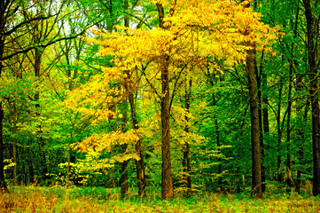 Tree with yellowing leaves in the forest