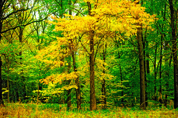 Fototapeta premium Tree with yellowing leaves in the forest