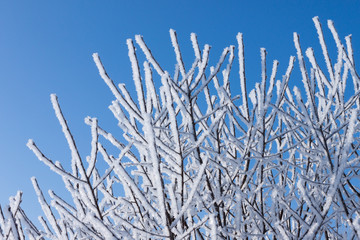 Closeup of branches of a snow winter tree