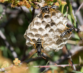 wasps on comb in nature
