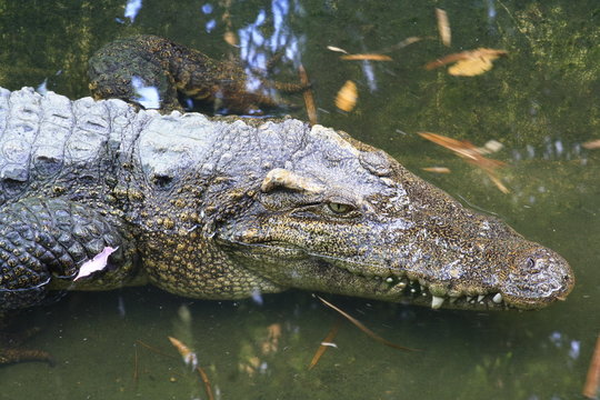 crocodile head