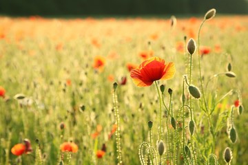 Poppy on a field at dusk