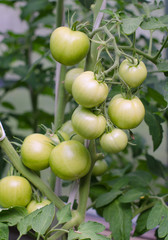 Bunch of green tomatos on a branch
