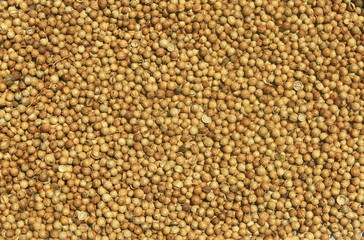closeup background of white pepper seeds , Thailand