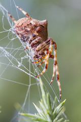 Orb Weaving  Spider (Araneus angulatus)