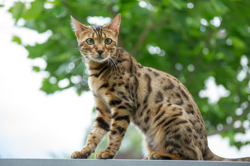 Bengal Cat in Sunlight