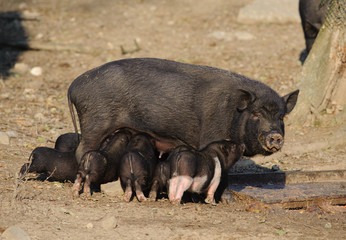 Sow feeding piglets