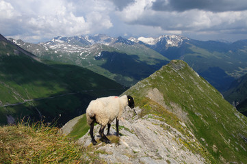 Fototapeta premium Sheep in austrian Alps