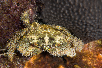 Fototapeta na wymiar Yellow shore crab, Eriphia verrucosa
