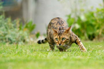 Bengal Cat ready to attack - obrazy, fototapety, plakaty