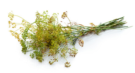 Dill flower