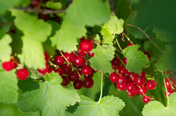 Red currant