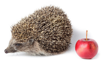 Erinaceus europaeus, western European Hedgehog. © fotoparus