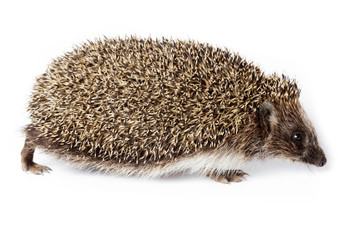Obraz premium Erinaceus europaeus, western European Hedgehog.