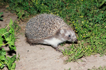 Erinaceus europaeus, western European Hedgehog. © fotoparus