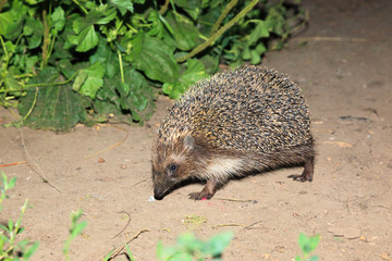 Erinaceus europaeus, western European Hedgehog. © fotoparus