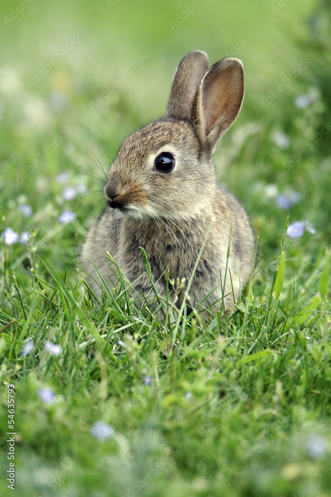 Canvas Prints Rabbit, Oryctolagus cuniculus