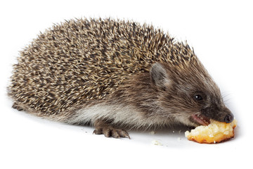 Erinaceus europaeus, western European Hedgehog.