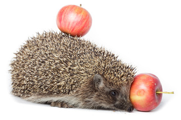 Erinaceus europaeus, western European Hedgehog.